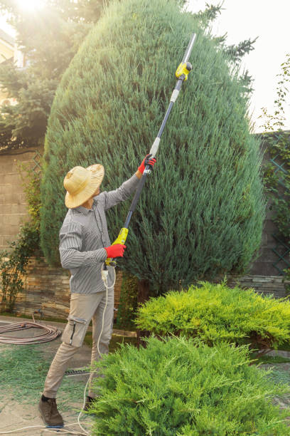 Why Choose Our Tree Removal Services in Auxvasse, MO?